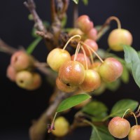 Бонсай яблоня вишневидная